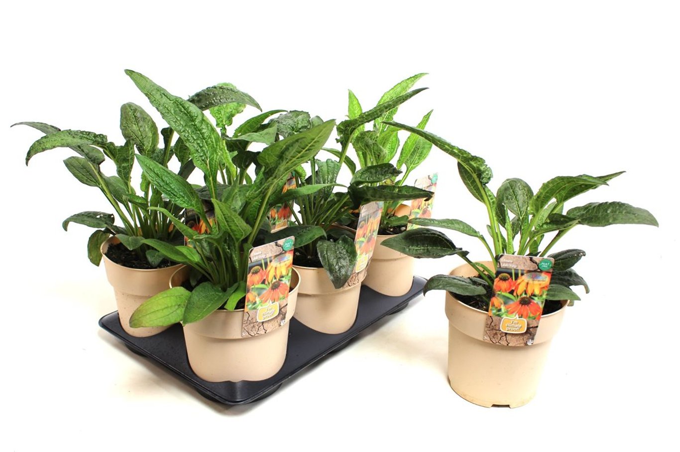 Echinacea 'Lakota Orange' - C1,5